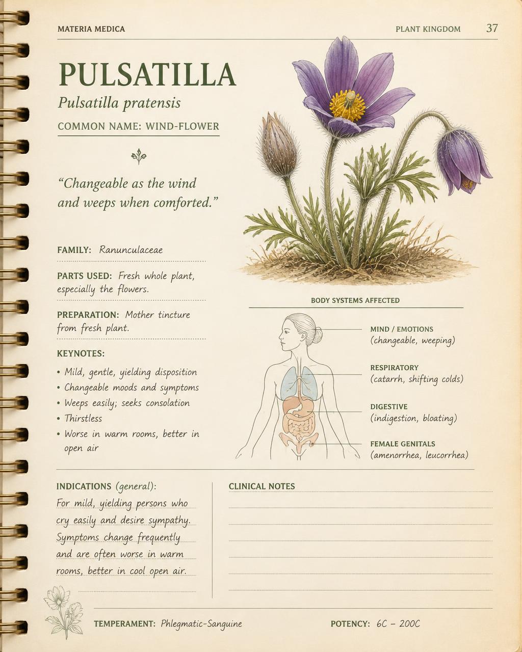 Sample handbook page for Pulsatilla with keynotes and body systems
